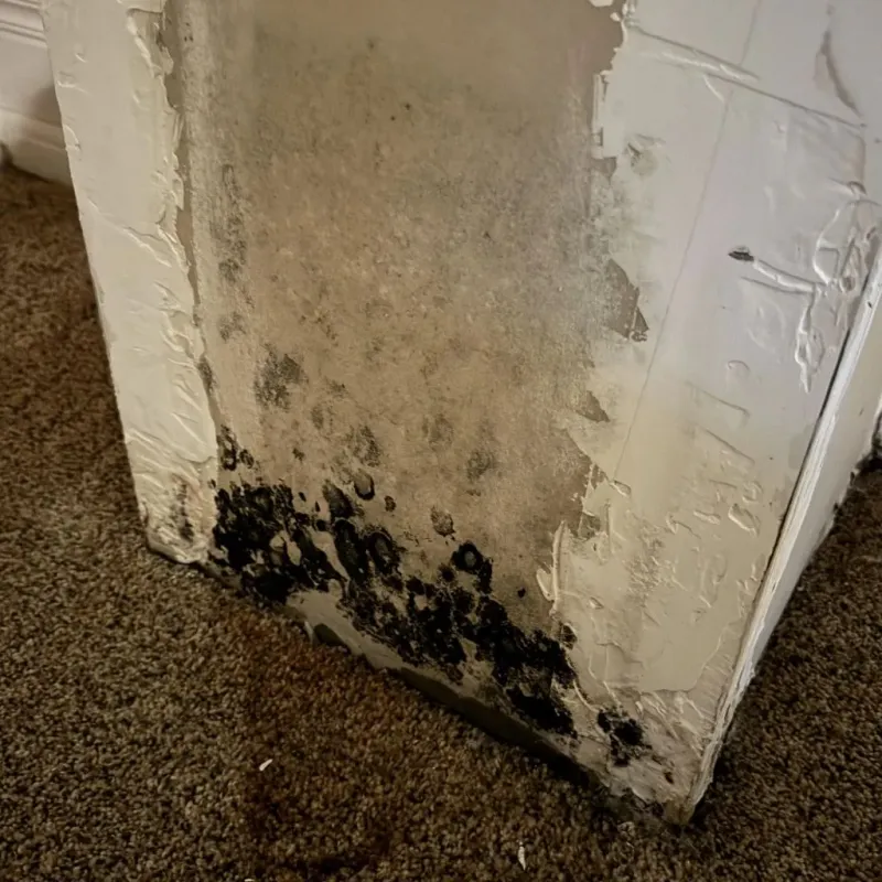 Professional Mold Removal in Vandenberg Air Force Base, CA